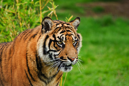 苏门答腊虎豹的肖像,蒂格里斯苏门答腊大猫被囚禁捕食者高清图片素材