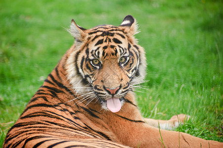 苏门答腊虎豹的肖像,蒂格里斯苏门答腊大猫被囚禁栖息地高清图片素材