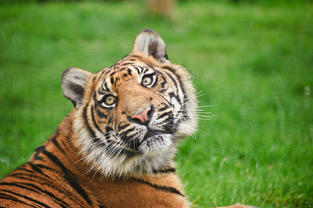 苏门答腊虎豹的肖像,蒂格里斯苏门答腊大猫被囚禁濒危的高清图片素材