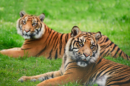 苏门答腊虎豹的肖像,蒂格里斯苏门答腊大猫被囚禁背景图片