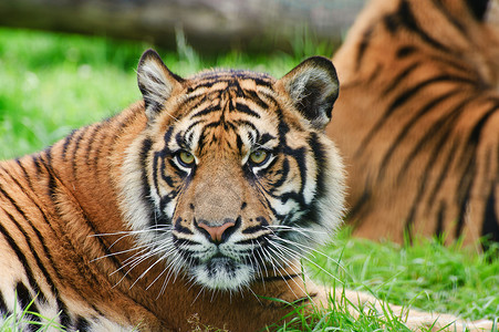 苏门答腊虎豹的肖像,蒂格里斯苏门答腊大猫被囚禁生动的高清图片素材