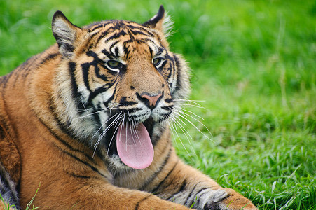 苏门答腊虎豹的肖像,蒂格里斯苏门答腊大猫被囚禁野生动物高清图片素材