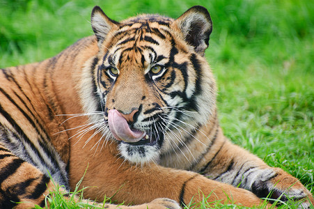苏门答腊虎豹的肖像,蒂格里斯苏门答腊大猫被囚禁老虎高清图片素材