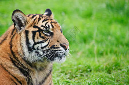 苏门答腊虎豹的肖像,蒂格里斯苏门答腊大猫被囚禁腿高清图片素材