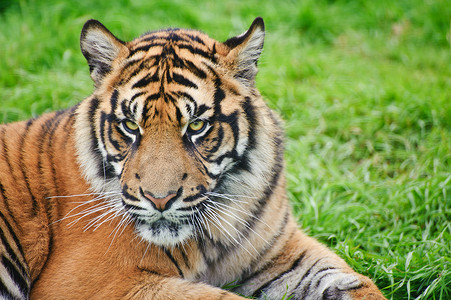 苏门答腊虎豹的肖像,蒂格里斯苏门答腊大猫被囚禁腿高清图片素材