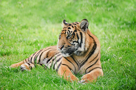 苏门答腊虎豹的肖像威胁高清图片素材