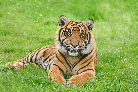 苏门答腊虎豹的肖像,蒂格里斯苏门答腊大猫被囚禁哺乳动物高清图片素材