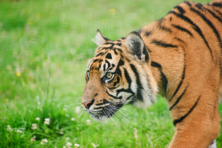 苏门答腊虎豹的肖像,蒂格里斯苏门答腊大猫被囚禁坚强的高清图片素材