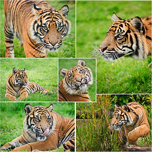 收集苏门答腊虎豹的圈养中的图片野生动物高清图片素材