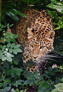 美丽的肖像豹豹帕杜斯大猫树叶被囚禁背景图片