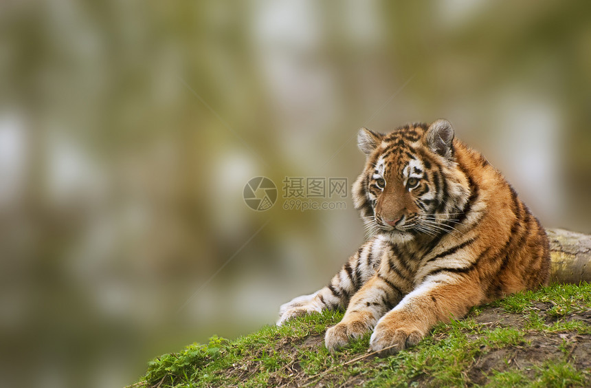 令人惊叹的老虎幼崽温暖的天放松图片