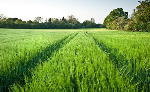 新的绿色小麦日落时风景中的田野图片