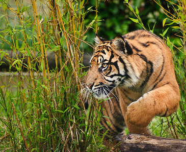 苏门答腊虎豹的肖像,蒂格里斯苏门答腊大猫被囚禁危险的高清图片素材