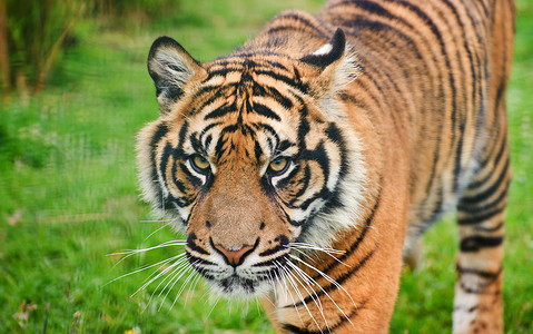 苏门答腊虎豹的肖像,蒂格里斯苏门答腊大猫被囚禁哺乳动物高清图片素材