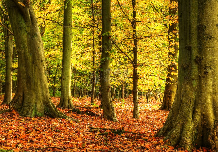 秋天的森林着生动的色彩细节