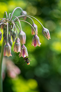 观赏洋葱花蜜大黄蜂采集花粉背景图片