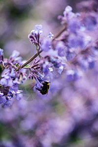 大黄蜂野生薰衣草植物景观的观图像背景图片