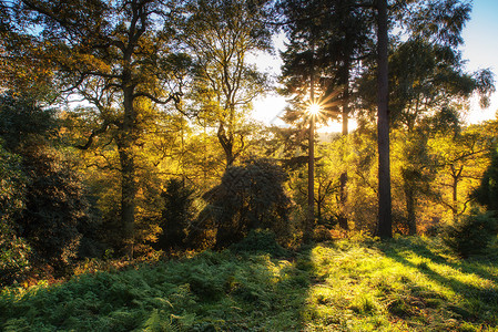 美丽的秋景,阳光透过森林中的树木图片