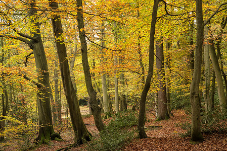 美丽生机勃勃的秋天色彩森林景观中美丽的高清图片素材