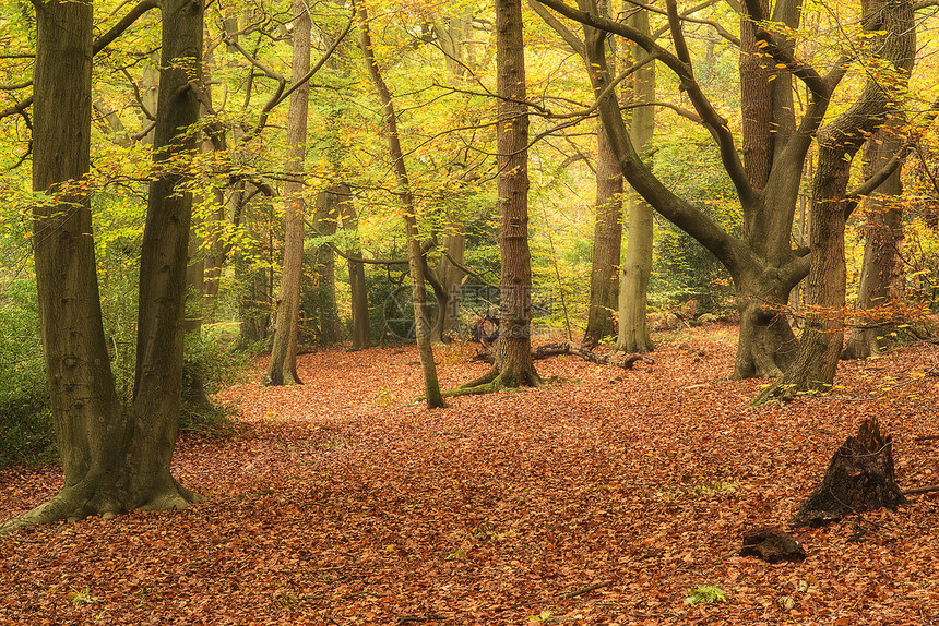 美丽生机勃勃的秋天色彩森林景观中图片