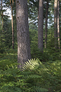 夏天茂密生机勃勃的森林景观绿色高清图片素材