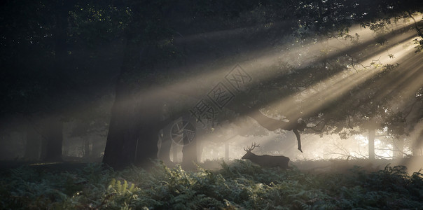 雾蒙蒙的秋日早晨,红鹿阳光照射下穿过森林景观高清图片