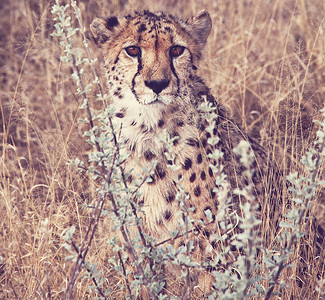 动奔跑极快的非洲猎豹图片