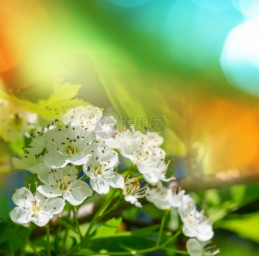 春天花园里樱花的花朵图片