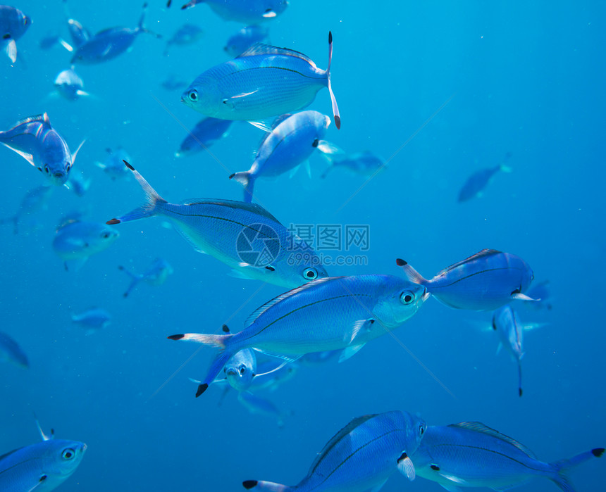 埃及红海的珊瑚鱼图片