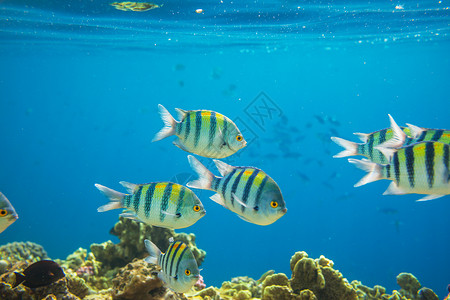 水族馆和鱼埃及红海的珊瑚鱼背景