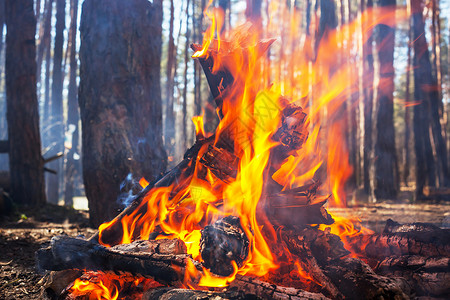 森林里的篝火夜高清图片素材