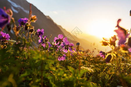 高山草地图片