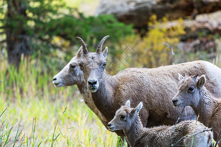 美国黄石公园的野生山羊图片