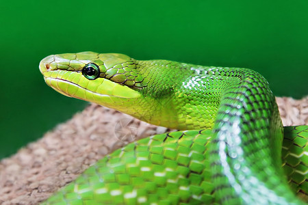 砸金蛋蛇美丽的绿色蛇特写背景