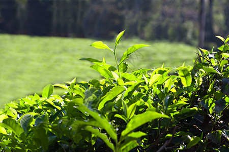 印度种植园的茶叶图片