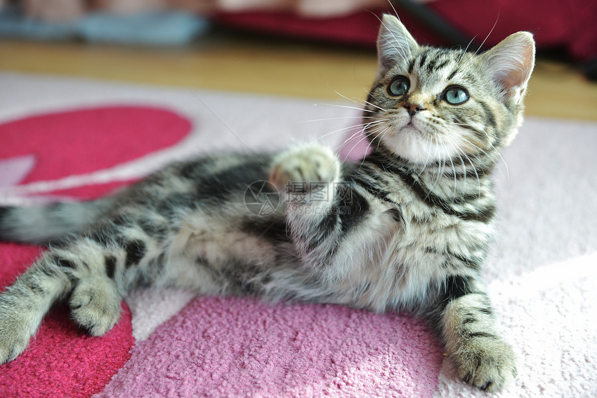 可爱的塔比小猫躺粉红色的地毯上图片