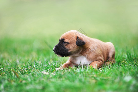 轻的小狗比利时牧羊犬伊利诺斯田野高清图片