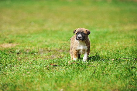 轻的小狗比利时牧羊犬伊利诺斯田野高清图片