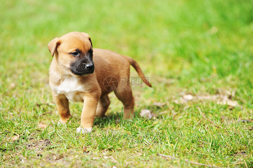 轻的小狗比利时牧羊犬伊利诺斯田野图片