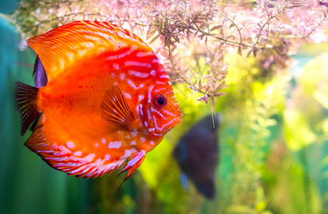 橙色鱼绿色背景下的水族馆里的交响乐龙铁饼背景