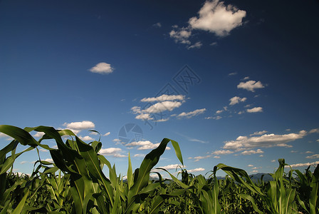 玉米田阳光明媚的天空高清图片