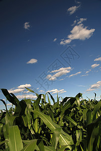 偏振器d80型农事夏天高清图片