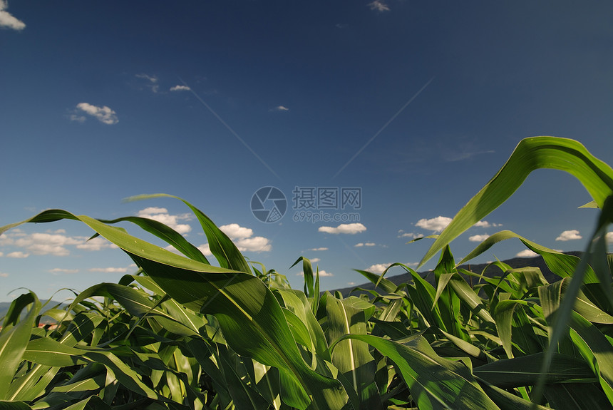 玉米田天空的晴天图片