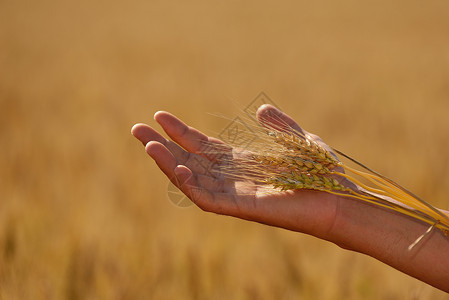 把手放麦田里丰收黄金粮食农业图片