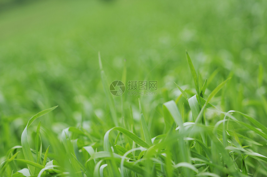 绿色草地特写户外自然背景图片