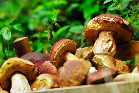 新鲜蘑菇健康生态机栽培食品户外自然背景图片