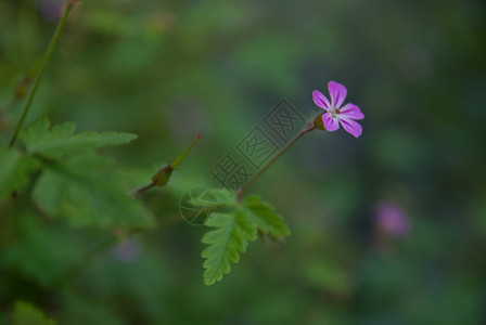 粉红色花图片