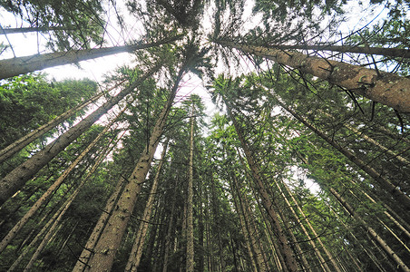 广角镜头的绿色松树抽象森林景观背景图片