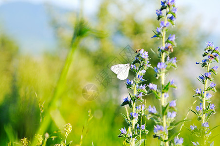 阳光明媚的日子里,白色的蝴蝶飞过草地上的植物花朵图片