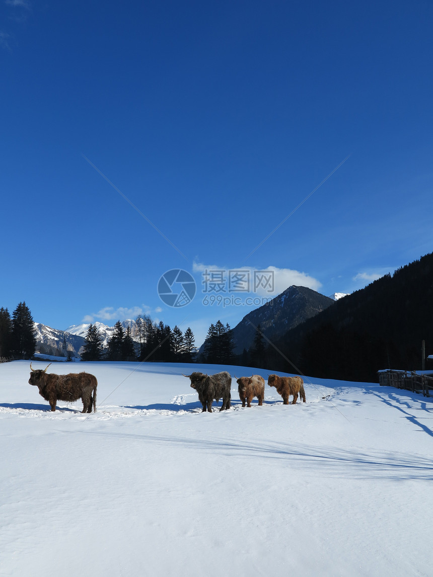 自然场景与牛动物冬季与雪山景观背景图片